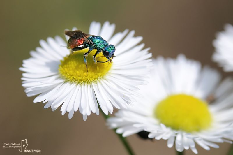 Chrysis sp02.jpg