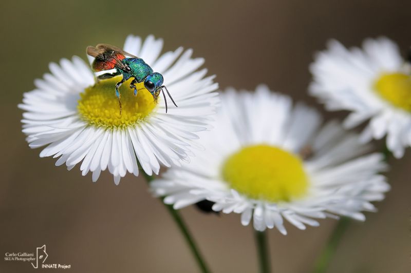 Chrysis sp03.jpg