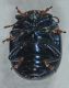 limbaracrysolina 006mod.jpg