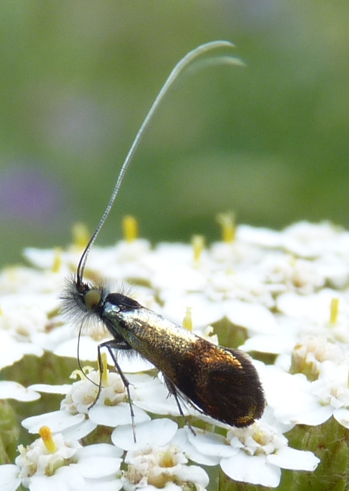 Nemophora sp. (14-7-18 Matahombres).jpg