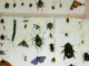 Immagine 217.gif