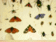 Immagine 219.gif