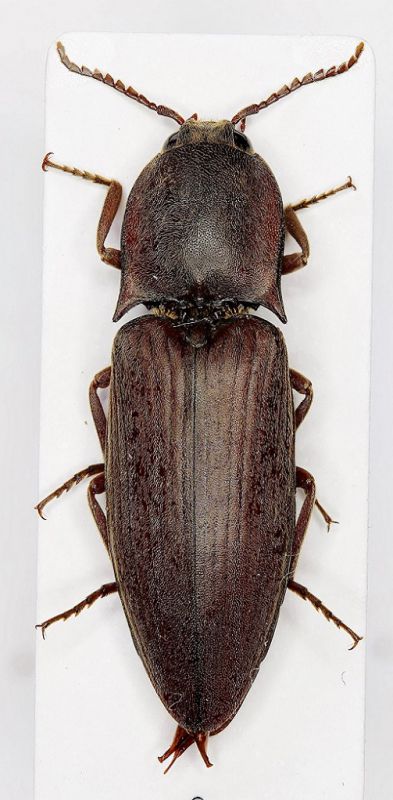 Elateridae-Lanelater sp.2-Oman-24,8 mm - Copia.jpg