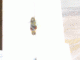 Immagine 221.gif