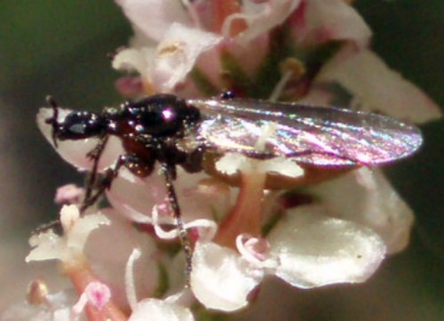 Dilophus hembra (17-4-09 Zaragoza).jpg