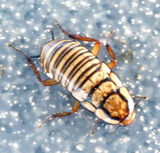 Parcoblatta sp. (12-11-15 Hierve el agua, Oaxaca, papá).jpg