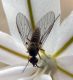 Phthiria sp. 2b (11-5-14 Pinares de Venecia).jpg