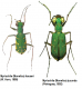 Myriochile (Monelica) hauseri (W. Horn, 1898).png