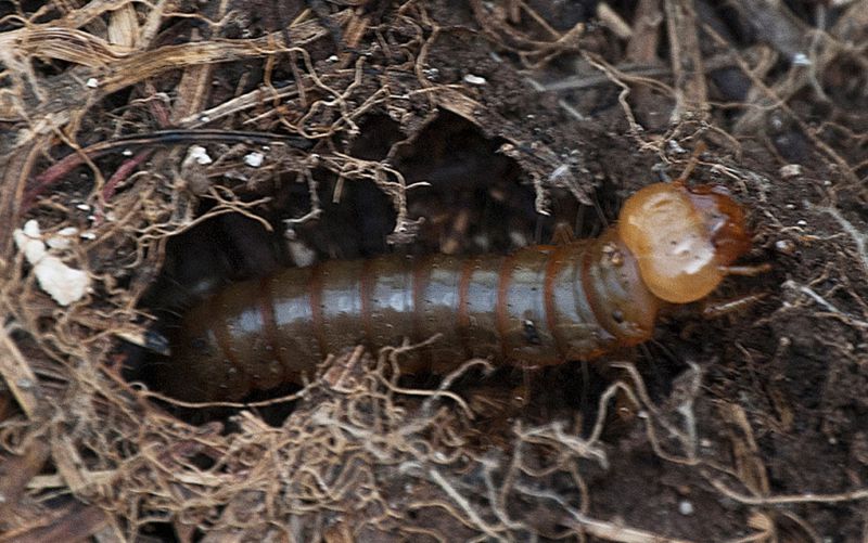 larva-1.jpg