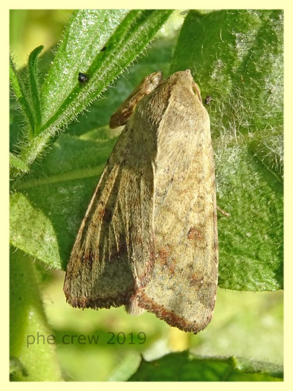 probabile Heliothis peltigera  - Anzio 17.9.2019 - (2).JPG