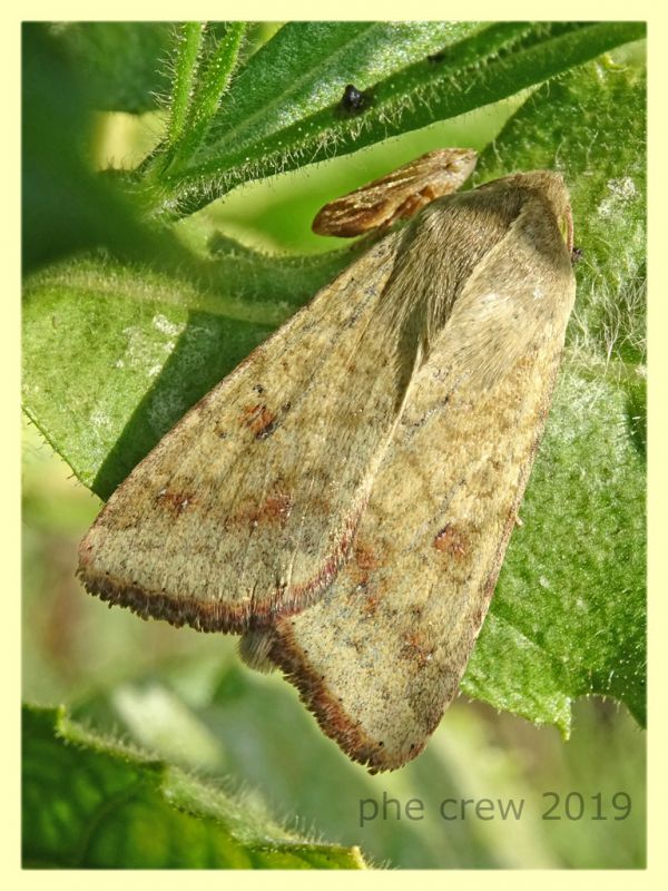 probabile Heliothis peltigera  - Anzio 17.9.2019 - (1).JPG