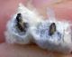 Microgastrinae pupas (3-10-07 Mercazaragoza).jpg