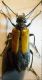 Meloidae 016 A.jpg