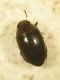 dytiscidae2web.jpg