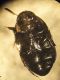 Dytiscidae-ewb.jpg