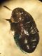 Dytiscidae-web.jpg