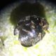 coccinellide2.jpg