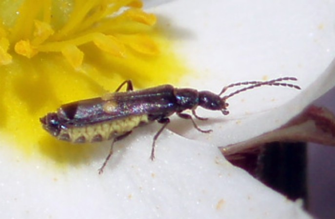 Malthodes quadrispinus (2-5-09 Perdiguera).jpg