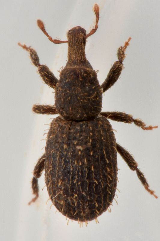 trachystyphlus alpinus curculionidae)baronessa (1).jpg