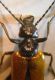 Meloidae 026 A.jpg