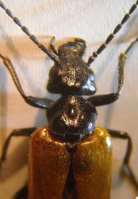 Meloidae 026 A.jpg