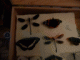 Immagine 224.gif
