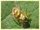 probabile Heliophanus apiatus giallo - Roma - San Paolo - 24.9.2019 - (1).JPG