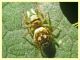 probabile Heliophanus apiatus giallo - Roma - San Paolo - 24.9.2019 - (2).JPG