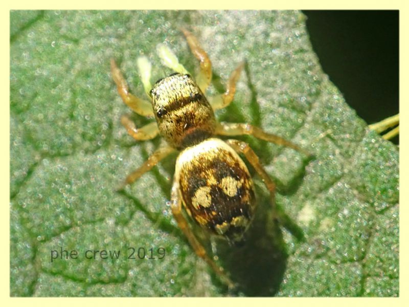 probabile Heliophanus apiatus giallo - Roma - San Paolo - 24.9.2019 - (2).JPG