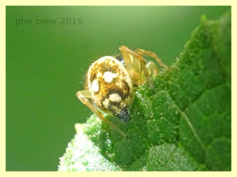 probabile Heliophanus apiatus giallo - Roma - San Paolo - 24.9.2019 - (3).JPG