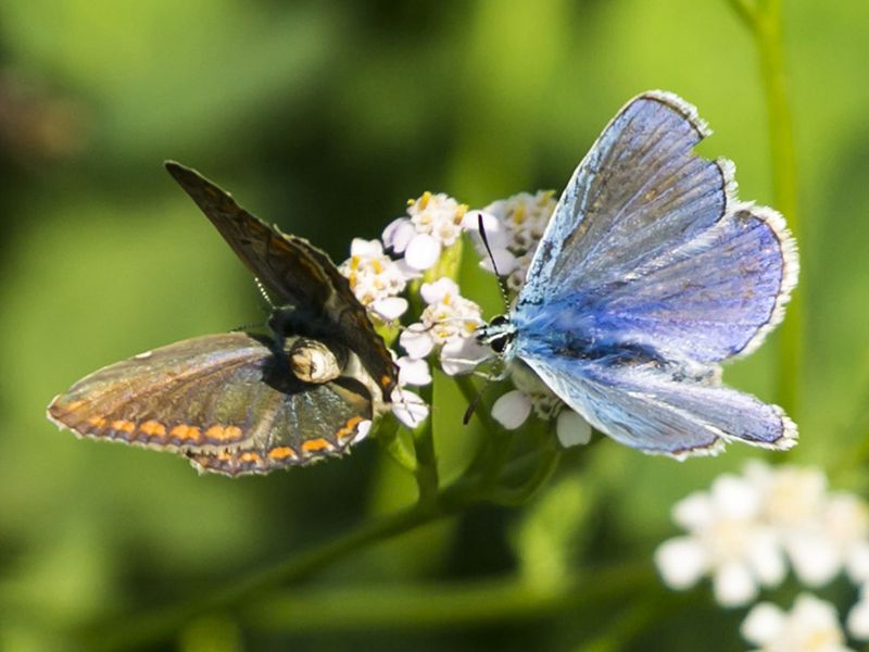 polyommatus_thersites_s_3381.jpg