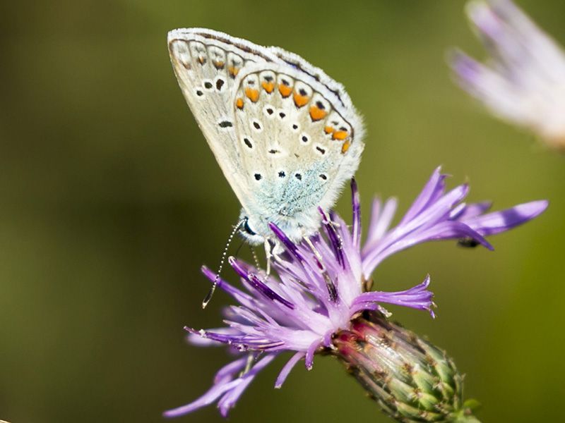 polyommatus_thersites_s_3252.jpg