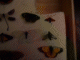 Immagine 226.gif