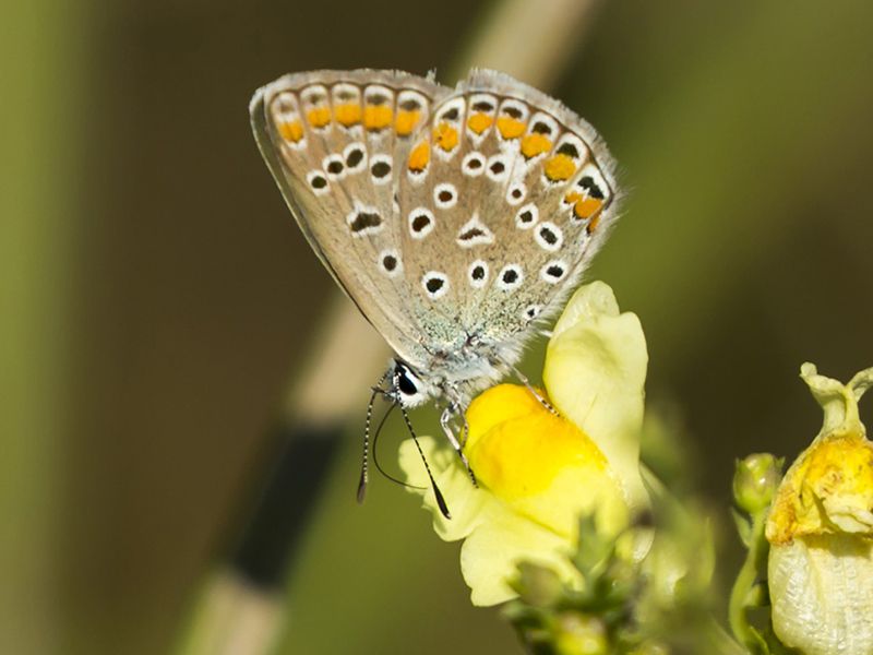 polyommatus_thersites_s_3265.jpg