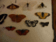 Immagine 227.gif