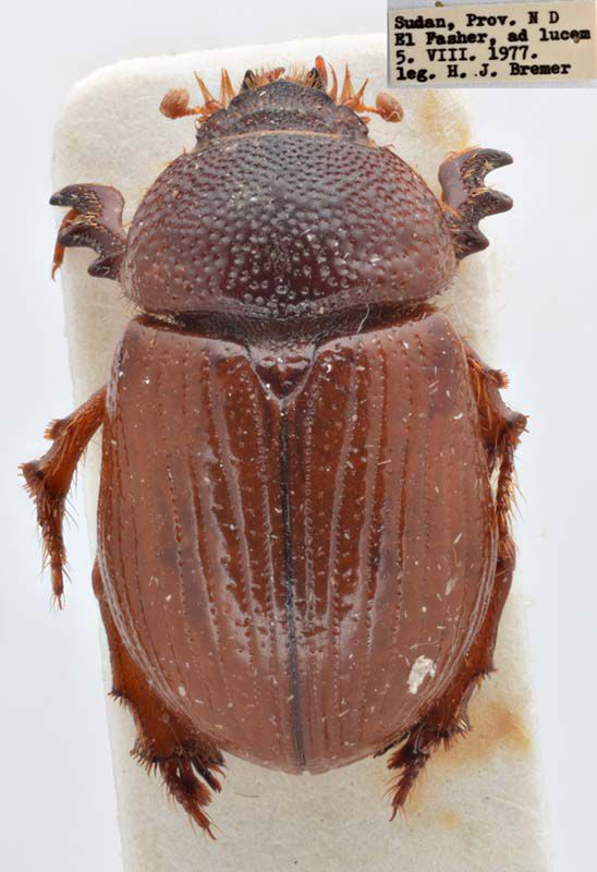 Scarab_HNHM_Sudan_small.jpg