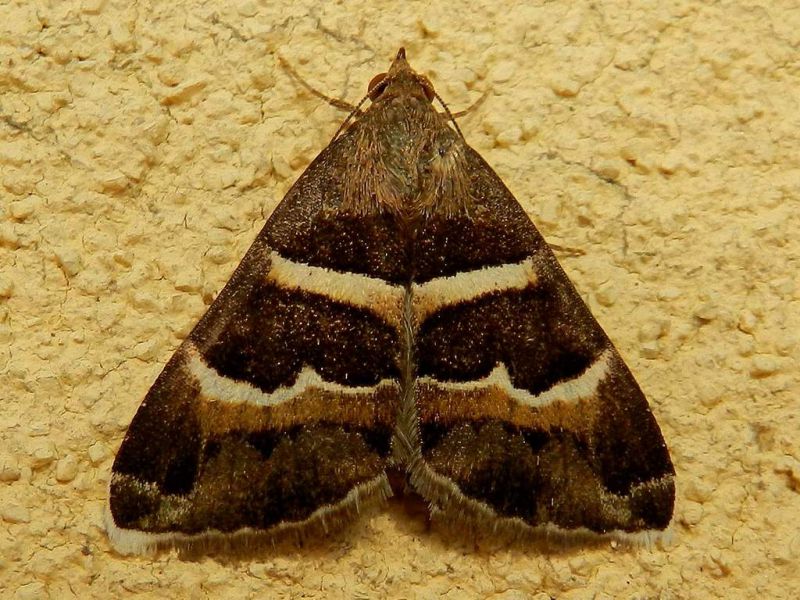 Grammodes stoida DSCN6560.JPG