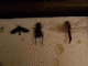 Immagine 231.gif