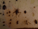 Immagine 233.gif