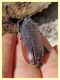 Cerambyx sp. - Anzio - 27.9.2019 - (2).JPG