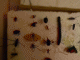 Immagine 234.gif