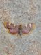 Hypsopygia costalis (Fabricius, 1775) (13) - Copia.jpg