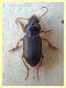 probabile Harpalus sp. - 10 mm. - Anzio - 25.8.2019 - (1).JPG