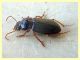 probabile Harpalus sp. - 10 mm. - Anzio - 25.8.2019 - (3).JPG