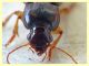 probabile Harpalus sp. - 10 mm. - Anzio - 25.8.2019 - (6).JPG