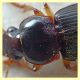 probabile Harpalus sp. - 10 mm. - Anzio - 25.8.2019 - (7).JPG