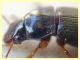 probabile Harpalus sp. - 10 mm. - Anzio - 25.8.2019 - (9).JPG