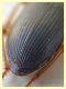 probabile Harpalus sp. - 10 mm. - Anzio - 25.8.2019 - (12).JPG