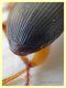 probabile Harpalus sp. - 10 mm. - Anzio - 25.8.2019 - (11).JPG