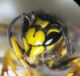 vespula vulgaris_3.jpg